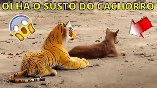 Assustando CACHORRO com TIGRE de pelucia 😱😆  Fake Tiger vs Real Dogs Prank Very Funny [upl. by Adnuahsar]