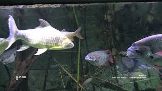 Welt der Fische  Tierpark Hellabrunn  München [upl. by Pollie765]