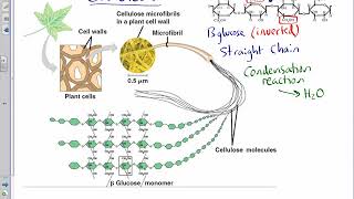 Plant biochemistry cellulose structure 2017 [upl. by Ajuna]