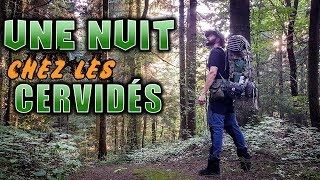 UNE NUIT CHEZ LES CERVIDÉS BIVOUAC BUSHCRAFT FULL HD [upl. by Anuala]