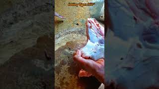 Amazing Lamb Head Skin Removing  In Matton Shop  CT 360 short [upl. by Omidyar]