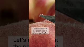 Peach 🍑 fuzz under the microscope [upl. by Egiaf]