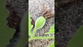 Growing ovary of cucumis melo plants [upl. by Derwood576]