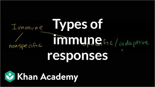 Types of immune responses Innate and adaptive humoral vs cellmediated  NCLEXRN  Khan Academy [upl. by Oicirbaf]