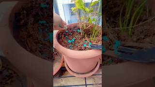 🌿Fertilizing plants and cleaning gallery ☘️ plants fertilizer gallery cleaning [upl. by Ahsan271]