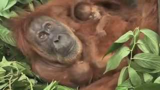 quotThe twinsquot Orangutans [upl. by Carlick]