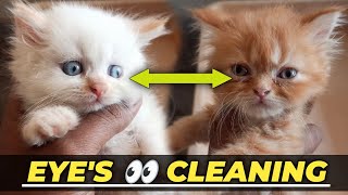 Persian kitten eye cleaning  Persian cat eye cleaning  Persian cat eye problems [upl. by Asnerek]