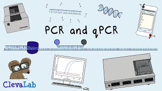 What is PCR and qPCR  PCR Animation [upl. by Toor131]