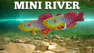 Simulating a River for One of the ShortestLived Fish [upl. by Elvis]