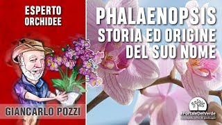 Orchidea Phalaenopsis un po di storia e lorigine del suo nome [upl. by Einnos]