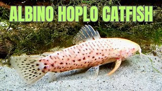 Albino Hoplo Catfish  Species Profile [upl. by Von]