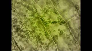 Egeria densa  Cytoplasmic streaming [upl. by Daisi]