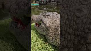 Lyle the Nile Crocodiles Crushes Watermelon gatorland nilecrocodile crocodiles [upl. by Ainot]