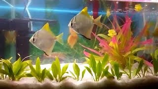 Mono Angel Fish  Monodactylus Argenteus Care amp Tank Set Up Guide  Ishika Wild Life [upl. by Spring171]