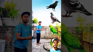 Crow vs Pigeon vs Parrot birds pigeon comedy funny vfx birdfreaks storybird entertainment [upl. by Merrie]