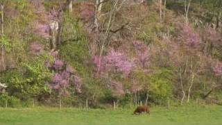 Graves Mill Road  Madison County Virginia [upl. by Ennoid950]