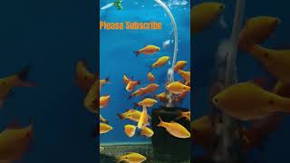 New Fish Rosy Barbrosybarbfishmusicpetspetcarerosyfishfishvlog aquariumfish aquariumpets [upl. by Hayimas]