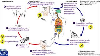 Leishmaniasis anthroponotic life cycle [upl. by Erek]