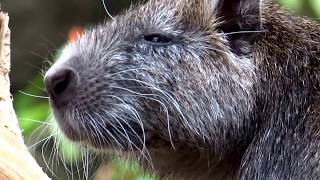 Cubaanse hutia Capromys pilorides  20130427 [upl. by Nickolas]