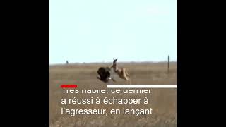 Attaqué par un aigle un kangourou a réussi une belle contre attaque reportage investigation [upl. by Aihtnic]