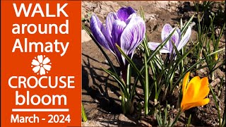 Walk around Almaty  Crocuses blooming on the embankment of the Esentai River [upl. by Ecinert]