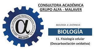 11 Fisiología celular Descarboxilaxión oxidativa [upl. by Yelkreb137]