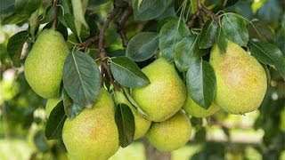 How to Grow Pear trees  Complete Growing Guide [upl. by Izak]