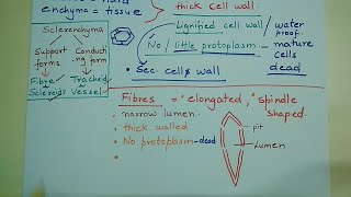 sclerenchymasclereidsanatomyoffloweringplants Sclerenchyma simple permanent tissue [upl. by Rodmur]