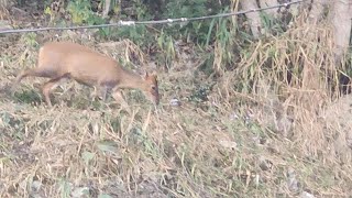 I filmed Beautiful MuntjacsBarking deers🦌🦌🦌 in my backyard [upl. by Ayit]