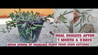 How to grow Ruby Necklace Plant from stem cuttings  Propagation of Othonna capensis [upl. by Janos]