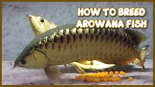 How to Breed Arowana at Home Aquarium  Step by Step Guide [upl. by Harrie]