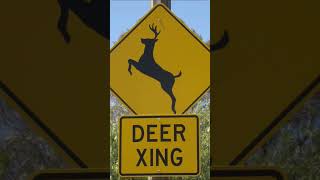 Deer Crossing [upl. by Auhoj]