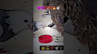 Kabutar lover song kabutar pigeon kabootar kabootarandakaisedetahai 🕊️🔥💥💯🕊️💯💯 [upl. by Honey]