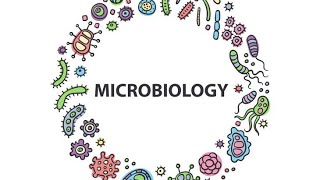 Neisseria SpeciesMicrobiologyPathologyMBBS [upl. by Cummings]