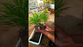 Spider plant propagation in soil🌱plant propagationGrow plants💯 [upl. by Ydoow]