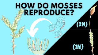 Learn How Mosses Reproduce  Bryophyta Life Cycle [upl. by Rettke896]