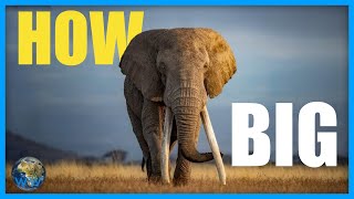 How Big Do African Elephants Get [upl. by Wescott989]