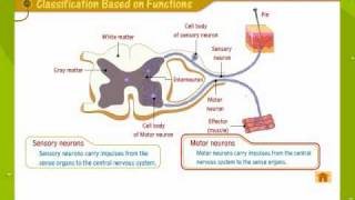 Structure Of Neuron [upl. by Ilyak623]