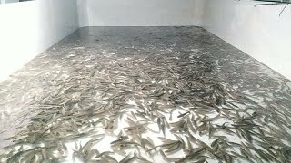 Korameenu Fish Farming in tank updatepart 1 [upl. by Files204]