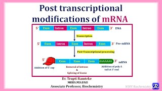 9 Posttranscriptional Processing of mRNA  Molecular Biology  Biochemistry  NJOY Biochemistry [upl. by Maggee]