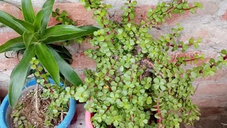 Maine lagayi jade plant ki dher sari cuttingjade plantvastu plant housewifepratibhavlog [upl. by Pantia]