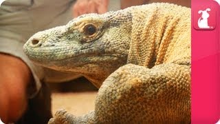 Bindi amp Robert Irwin feature  Komodo Dragon Fat Boy  Growing Up Wild [upl. by Martinsen826]