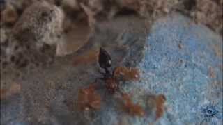 Lasius flavus vs Crematogaster scutellaris [upl. by Dlonyer]