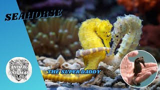 Seahorse  The Super Daddy  AnimalEnigmas [upl. by Nessaj]