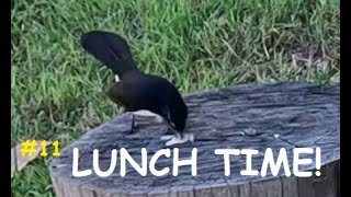 Willie wagtail catches  eats lunch 3 species in 5 minutes uncut Australian bird footage [upl. by Latsryk]