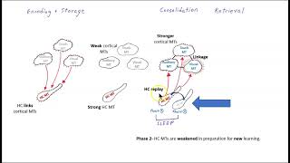 The role of the hippocampus in memory consolidation revised [upl. by Mariken]