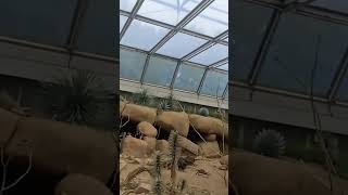 Burgers Zoo shorts netherlands [upl. by Bores591]