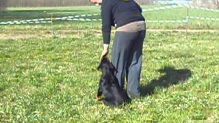 primi passi di obbedienza cucciola Rottweiler a 75 gg  quotJanna aus der krummholzquot [upl. by Rusty]