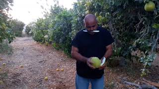 Pomelo orchard in kibbutz Elifaz [upl. by Noemis]