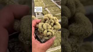 Mammillaria elongata crestada [upl. by Annohsat]